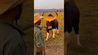 Thumbnail: good boy in my farm #shorts #farming #longhorns #bull