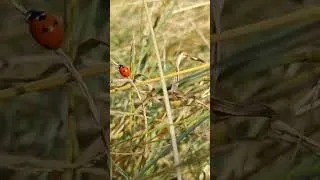 Thumbnail: Byshak Allah is Almighty and powerful 🌺#naturesounds #nature #ytshortvideo #shortfeeds #viralshorts