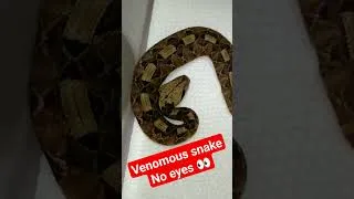 Thumbnail: The Unbelievable Gaboon Viper Born Without Eyes