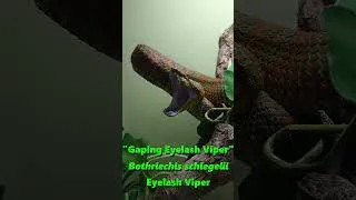 Thumbnail: The Sinister Beauty of Eyelash Vipers