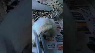 Thumbnail: The Most Insane Snake Attack Ever Caught On Camera