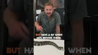 Thumbnail: Insane Appearance Of This Deadly EXOTIC Snake! #VenomDiaries #RhinoViper #Snakes