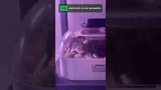 Thumbnail: Top 5 Egg Incubators 2026 #shorts