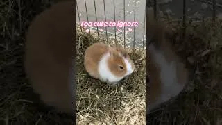 Thumbnail: Certified Cute Eater. So Adorable 😍🐰