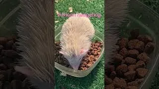 Thumbnail: So cute African Hedgehod. Irresistible!! 🦔