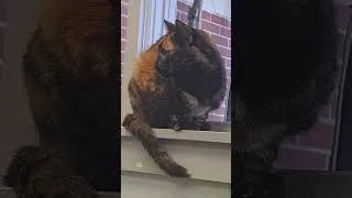 Thumbnail: Our Hospital Cat