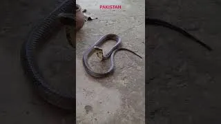 Thumbnail: Unethical Treatment of Cobra