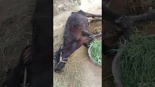 Thumbnail: Metabolic Diseases in Cattle |Ketosis #shorts