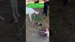 Thumbnail: Abortion in Goat #shorts