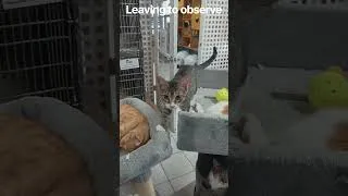 Thumbnail: learning to observe behaviours before making assumptions