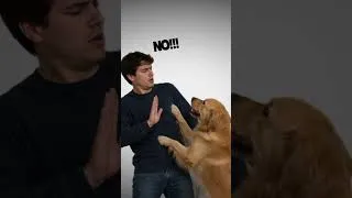 Thumbnail: Your Dog Doesn't Understand NO 🐶