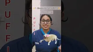 Thumbnail: PYOMETRA = EMERGENCY  progesterone-driven life-threatening uterine infection in intact female dogs