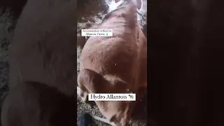 Thumbnail: Massive Fluid Build-Up in Pregnant Cow 😳 | Hydroallantois Case