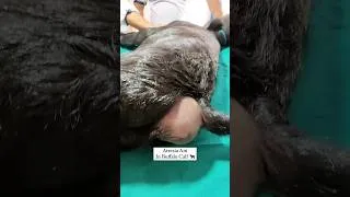 Thumbnail: “Surgical correction of Atresia Ani in a buffalo calf 🐃🩺”
