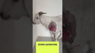 Thumbnail: “Goat Laceration Treatment | Step-by-Step Care & Healing Process 🐐”