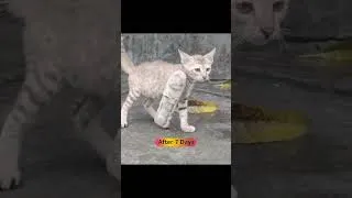 Thumbnail: “Another life back on its paws 🐱🦴 – fracture repaired successfully.”