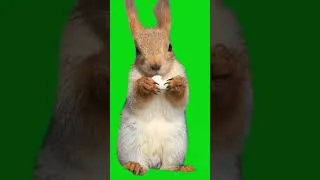 Thumbnail: Green screen rebit #animation #rabbit #greenscreen #cartoon #greennscreeneffects #chromakey #bunny