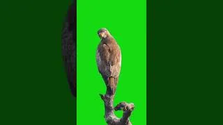 Thumbnail: Green screen eagle #nature #eagles #keşfet #birds #greennscreeneffects #chromakey #greenscreen1305