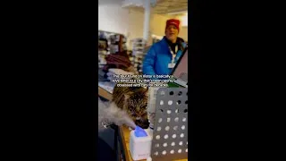 Thumbnail: Meet Reykjavik’s famously friendly cats
