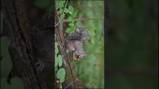 Thumbnail: Deep Sleep Ambience   Ultimate Moving Ambience