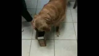 Thumbnail: dogs doing funny things