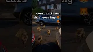 Thumbnail: The foxes know where to come for dinner #fox #foxes #fyp #animalshorts #animals #redfox #cute