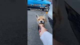 Thumbnail: 3course meal for foxy🦊 #fox #foxes #animalshorts #fyp #cute #redfox #cuteanimals #animals