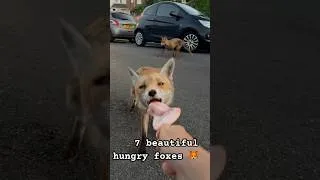 Thumbnail: 7 of my beautiful foxes 🦊 #fyp #animalshorts #fox #foxes #cuteanimals#wildlife #redfox #ukwildlife
