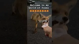Thumbnail: My world full of foxes🦊#cuteanimals #fox #foxes #animalshorts #fyp #wildlife #redfox #ukwildlife