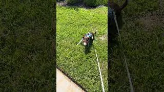 Thumbnail: Jack Russell enjoying the day ☺️
