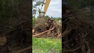 Thumbnail: Powerful excavator is digging up a large tree stump