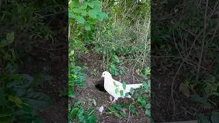 Thumbnail: Pigeon bird lives in hole #birds