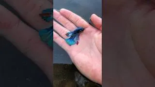 Thumbnail: Catch colorful betta fish in a pond #fishing #bettafish