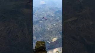 Thumbnail: catch betta fish #bettafish