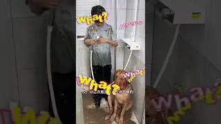 Thumbnail: This Muddy Dog Got the VIP Treatment!