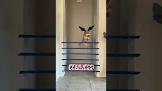 Thumbnail: How High Can This Cat Jump?