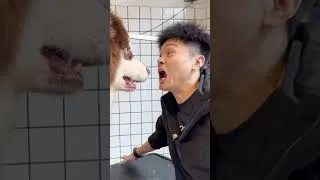 Thumbnail: This Dog Loves Grooming!