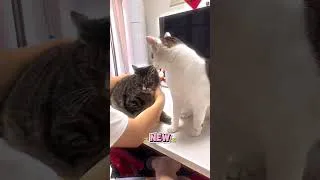 Thumbnail: This Mean Cat Got Jealous!!!