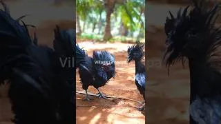 Thumbnail: fighting black chicken shorts #cooking #food #chicken #nature #how