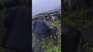 Thumbnail: Fresh Village Milk  | Pure Himalayan Village Life | Natural & Healthy Life #VillageLife