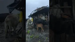 Thumbnail: Real Himalayan Village Life During a Rainy Day 🌧️ | Peaceful & Relaxing Life | Traditional Cooking
