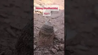 Thumbnail: Asafoetida (Heeng) from the Mountains of IRAN #shorts#short#asafoetida#heeng#hing