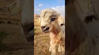 Thumbnail: cute goat video#Reels #YouTube #village life #village #cooking in the village