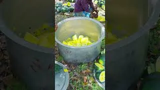 Thumbnail: Yellow watermelon juice drinking #shorts #yellowwatermelon #food #juice