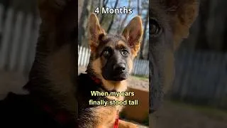 Thumbnail: 7-Year Journey of My German Shepherd