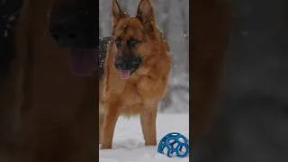 Thumbnail: All For The Love of German Shepherds