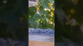 Thumbnail: Autumn Goldfinch