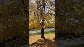 Thumbnail: Beautiful Wisconsin Autumn Morning 🍁