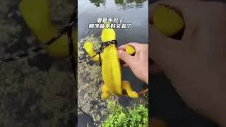 Thumbnail: The sequel of crocodile soaking in water is here