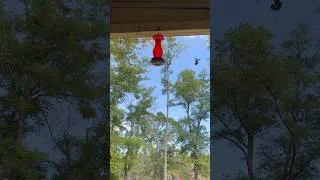 Thumbnail: Tiny but Fierce! Hummingbirds vs Each Other… and a Bee! 🐝😅